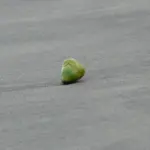 Kan man bruge squishies som en gave til en ven eller et familiemedlem?