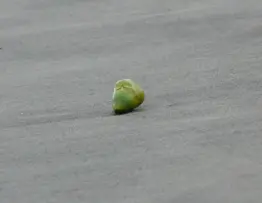 Kan man bruge squishies som en gave til en ven eller et familiemedlem?