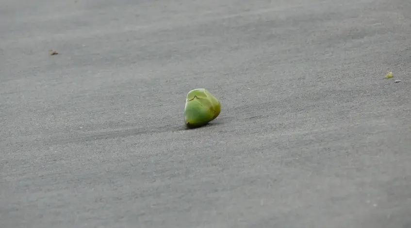 Kan man bruge squishies som en gave til en ven eller et familiemedlem?