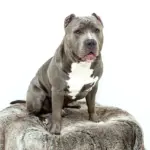 Kan man købe squishies i forskellige størrelser?