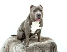 Kan man købe squishies i forskellige størrelser?