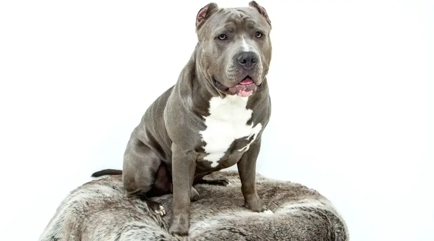 Kan man købe squishies i forskellige størrelser?